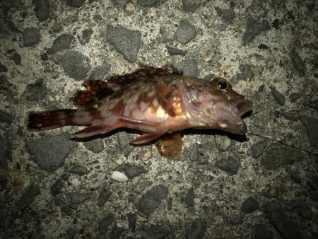 サバにやられて。