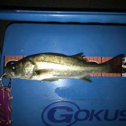 ヘチ釣り 渋ーい(^^;