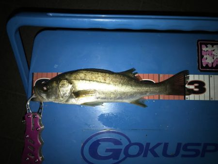 ヘチ釣り 渋ーい(^^;