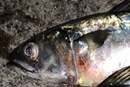 ついに・・・・