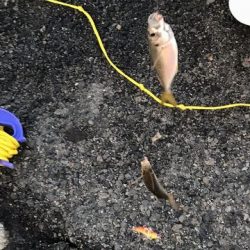 親子でジグサビキ