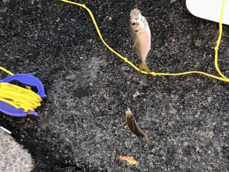 親子でジグサビキ