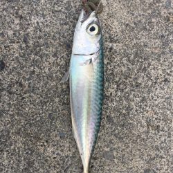 田子の浦 良型シロギス釣れてます!