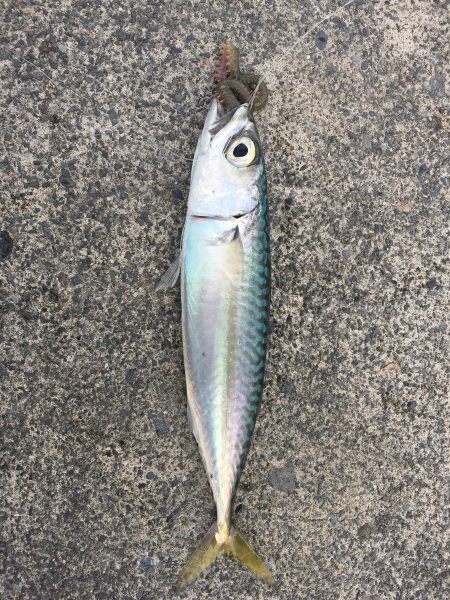 田子の浦 良型シロギス釣れてます!