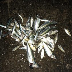 久しぶりにサビキ釣り