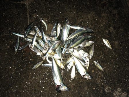 久しぶりにサビキ釣り