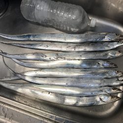 タチウオシーズン開幕宣言！！