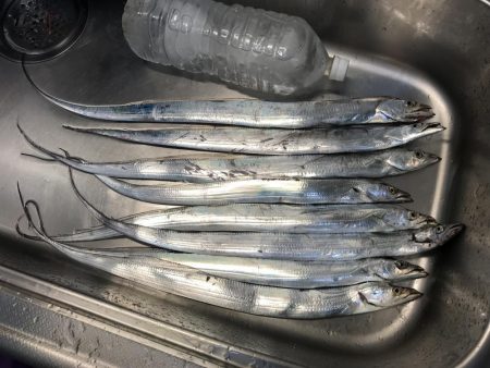 タチウオシーズン開幕宣言！！