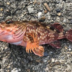 エサ取りが、多くて。