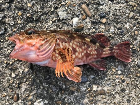 エサ取りが、多くて。