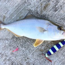 タチウオ開幕戦！とLSJで五目釣り！