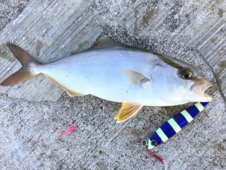 タチウオ開幕戦！とLSJで五目釣り！