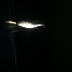 ナイトショアジギング