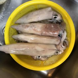 シロイカ大爆釣