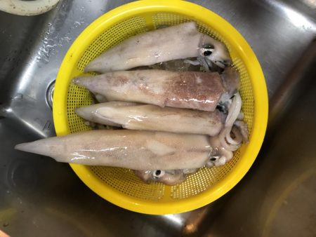 シロイカ大爆釣