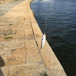 五目釣りエソ高活性笑