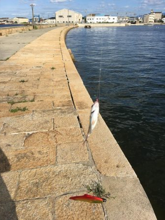 五目釣りエソ高活性笑