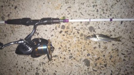 まだまだメバリング!?