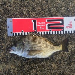 良型チヌゲット！！