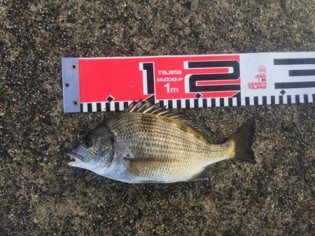 良型チヌゲット！！