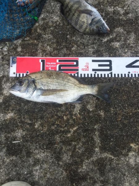 クロダイ絶好調！