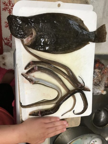 都志港初、アナゴとヒラメ