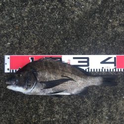 良形クロダイ好調！！