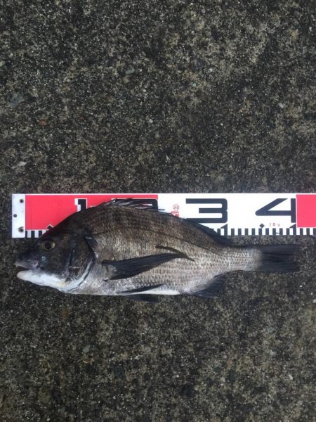 良形クロダイ好調！！