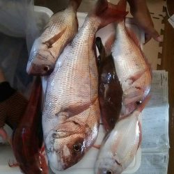 松山沖だんだん丸で鯛ラバ