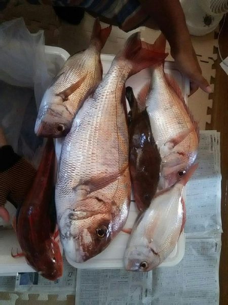 松山沖だんだん丸で鯛ラバ