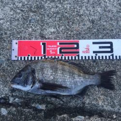 30ｃｍクラス　チヌもグレも好調！！