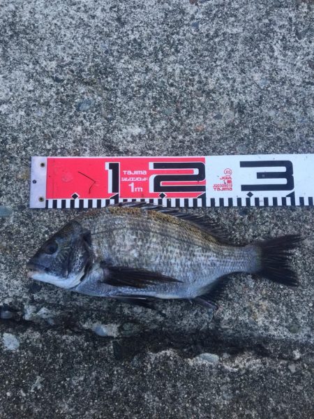 30ｃｍクラス　チヌもグレも好調！！