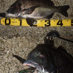 マチヌ狙いのチニング