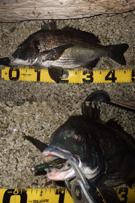 マチヌ狙いのチニング