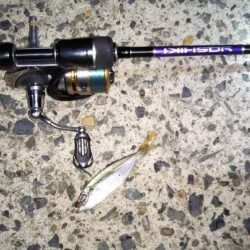 ついに芦屋にアジ!?