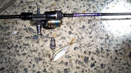 ついに芦屋にアジ!?