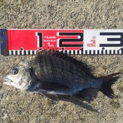 小型ながら黒鯛好調！35ｃｍ