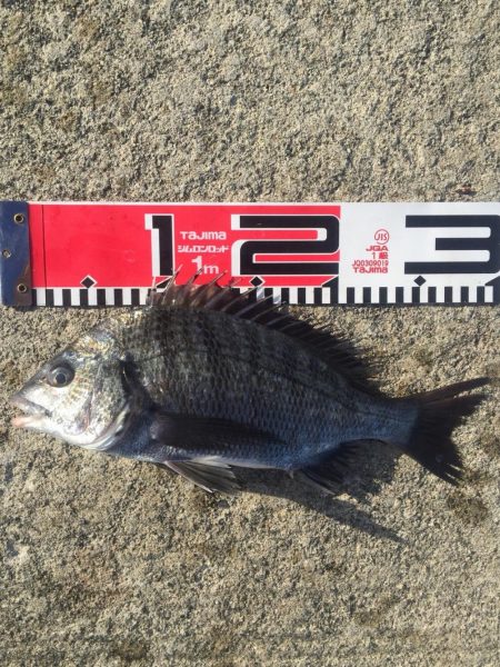 小型ながら黒鯛好調！35ｃｍ