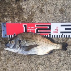 黒鯛　チャリコ　タコもゲット！！