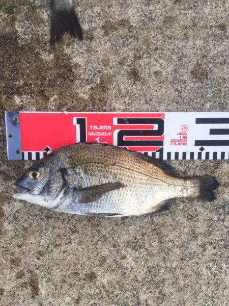 黒鯛　チャリコ　タコもゲット！！