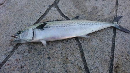 太刀魚 サゴシ サバ