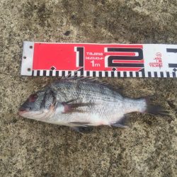 台風通過後の突風状態のホームで貴重なチヌ２尾げっと！