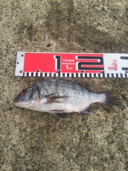 台風通過後の突風状態のホームで貴重なチヌ２尾げっと！