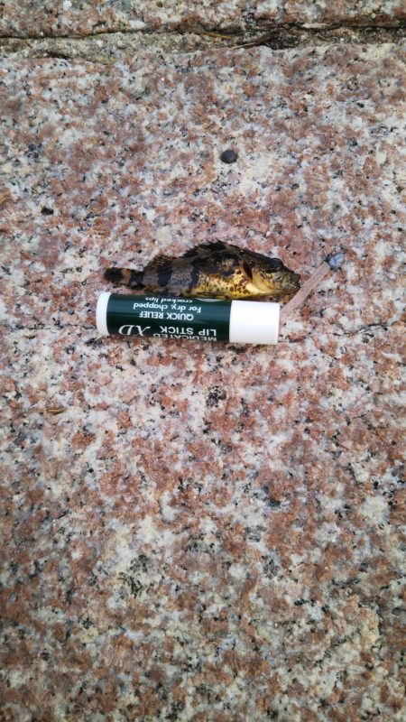 まだまだメバリング♪in爆風