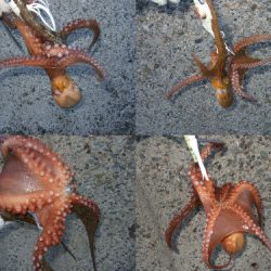 台風後のタコ爆釣