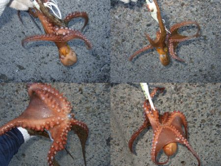 台風後のタコ爆釣