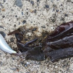 トンビにアオリとられた！