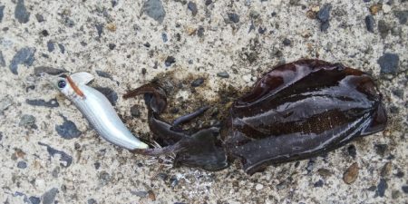 トンビにアオリとられた！