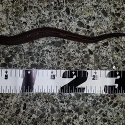 焼津港　太刀魚、カサゴ、アジ、サバ