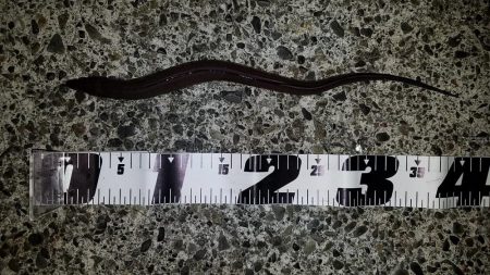 焼津港　太刀魚、カサゴ、アジ、サバ